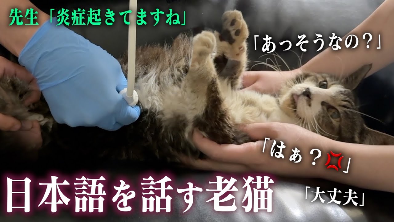 うすねこ様 YouTube