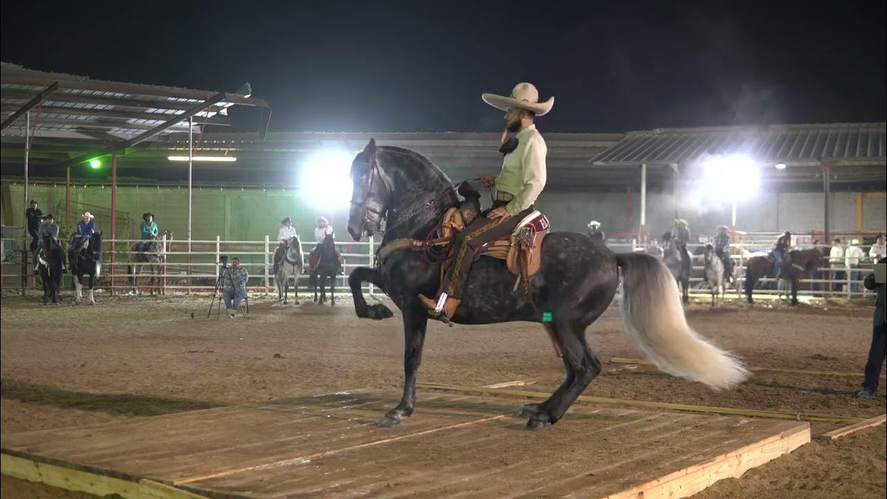 Concurso Caballos Bailadores HOUSTON TX 2023 YouTube