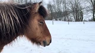 18. Marlies cleaning Terra Uno while Kiakur \u0026 Thor are playing #VillaMirza #horses