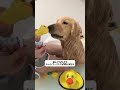 みんなでお風呂🛁🐥🐥🐥#大型犬 #ゴールデンレトリバー