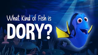 What Kind of Fish is Dory? by Facts Net 3,914 views 2 years ago 11 minutes, 17 seconds