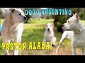 Alabai junto a Dogo Argentino, Doberman &amp; Rottweiler