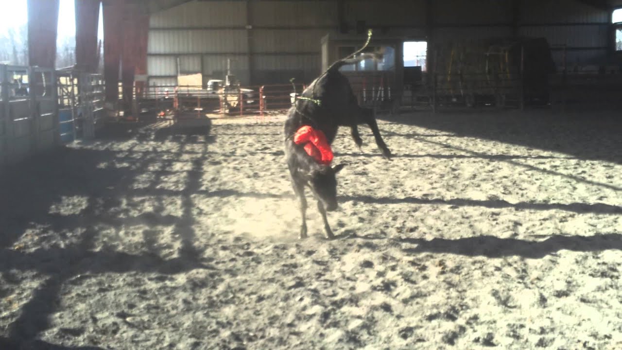 Yearling bucking bull calf FOR SALE YouTube