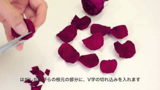 AMOROSA オールドローズ「KABUKI」NEW開花テクニック