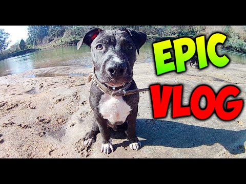 makiman131 yt EPIC VLOG !! THOR EN LA PLAYA !! DE PASEO CON LOS TRES PERROS !! VLOG Makiman