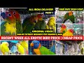 Recent Week All Exotic Bird Price Update | गालिफ़ स्ट्रीट सब से बड़ा बर्ड मार्केट, कोलकाता | 26/05/24