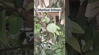 Inilah Manfaat dari Buah Srikaya #buahsrikaya #srikaya #buah #food #fruit #buahbuahan #soursop