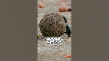 💩 Why Dung Beetles Collect Poop – The Fascinating Truth!
