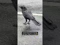 beautiful crows