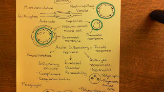 Chronic Inflammation - Angiogenesis Part 3
