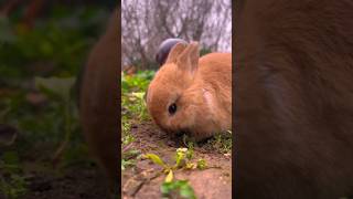 Cutest Rabbit Ever Funny Rabbit Video