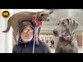FUNNY Dog Vs Squirrel рџ Ј 90 Minutes Of The BEST Pet Shorts FUNNY Dog Vs Squirrel рџ Ј 90 Minutes Of The BEST Pet Shorts