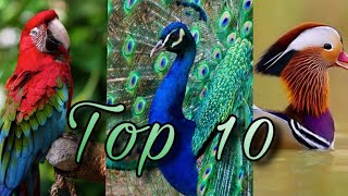 Download Lagu CANTECUL PASARILOR | Sunete scoase de pasari | Top 10 cele mai frumoase păsări din lume MP3