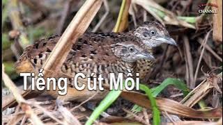 Tiếng Chim Cút Mồi Kêu Chuẩn File MP3, Cút Mồi Mới Nhất