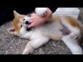 Akita puppies playing...