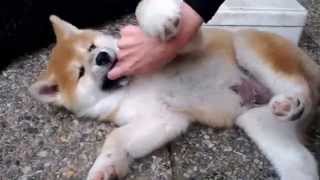 Akita puppies playing...