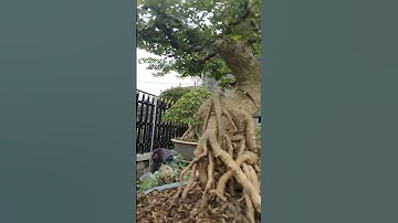 Cần thăng Bonsai#shorts