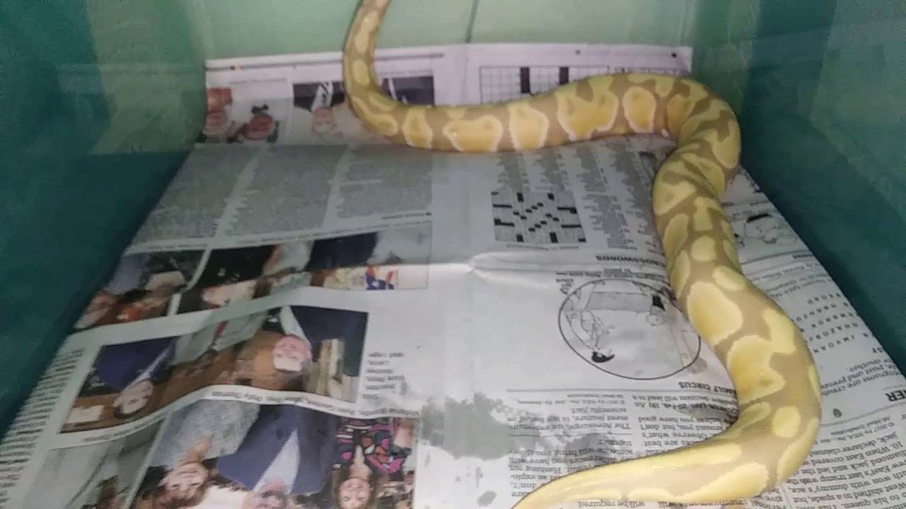 camera iphone 8 plus apk Candino Update