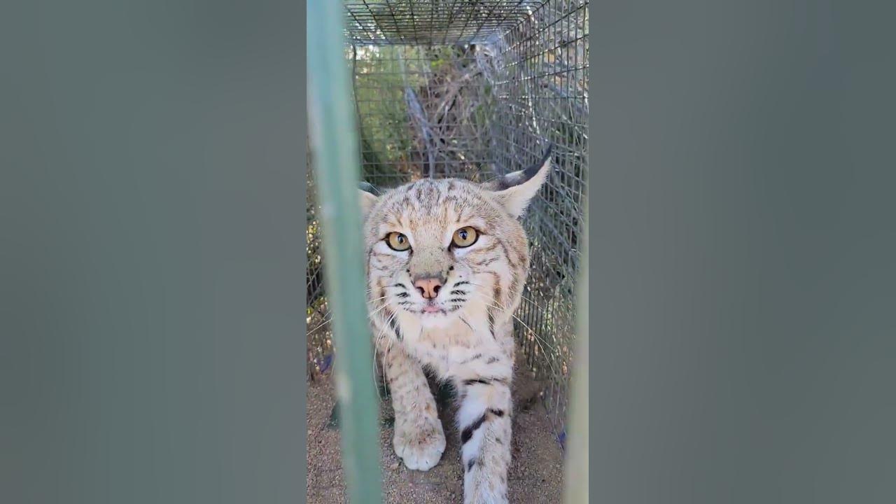 the-biggest-bobcat-i-ve-ever-caught-youtube