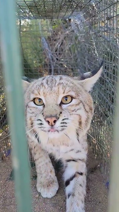 The Biggest Bobcat I ve Ever Caught YouTube the-biggest-bobcat-i-ve-ever-caught-youtube