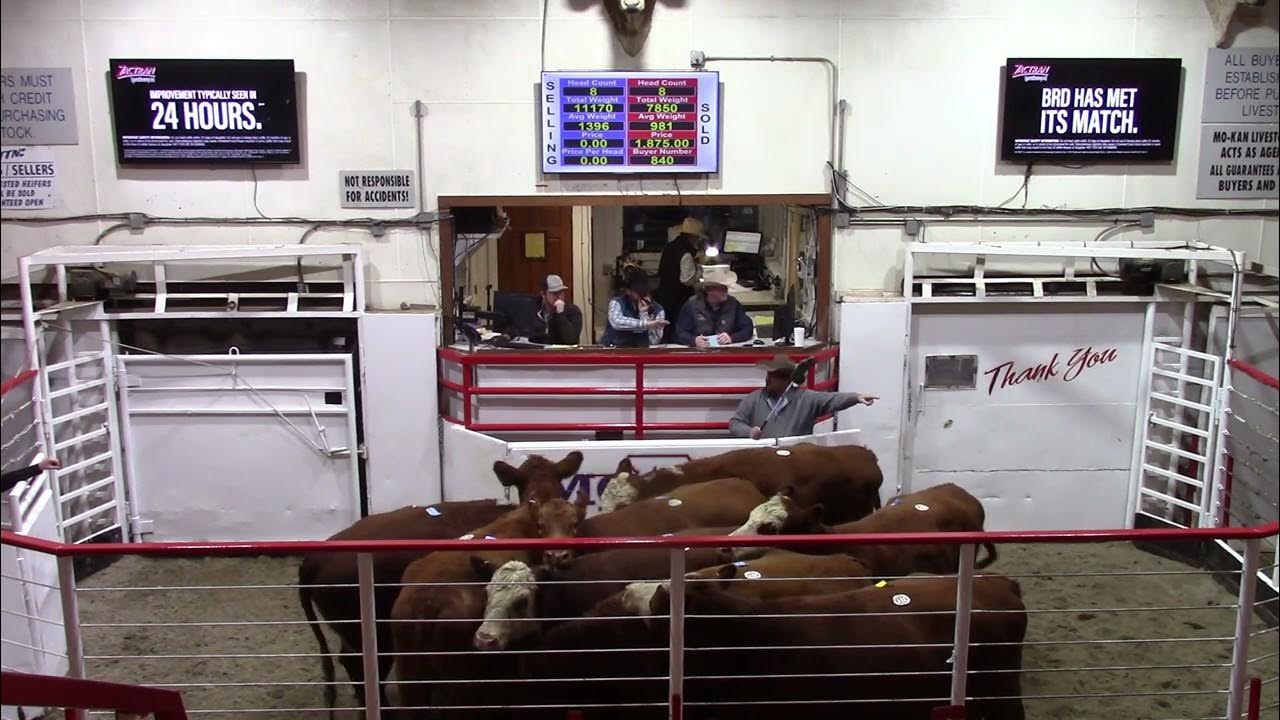 21123 Fancy Red AngusHereford Cross Pairs 2,675 Thank You Blacksher