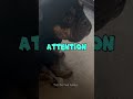 Doing this for attention #funnydogs #bulldog #funny #attention