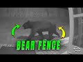 Ring Camera Captures Adult Black Bear Attempting to Climb Fence