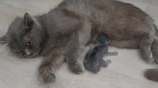 Mother Cat Ignoring Her Kitten Forcefully Feeding Milk Adorable Newborn Kitten Is On Bottle Feeding