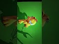 THE GARFIELD SHOW in ENGLISH - Done Stuck In a Tree Out on a Limb | VIDEOS and CARTOONS FOR KIDS