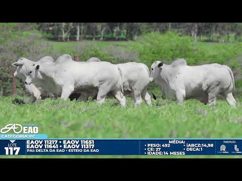 LOTE 117