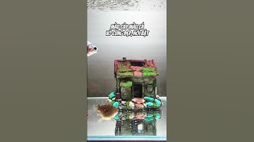 Hết nước chấm với chiếc đèn đỏ cá không đỏ nước CF02 - Thủy Sinh 4U