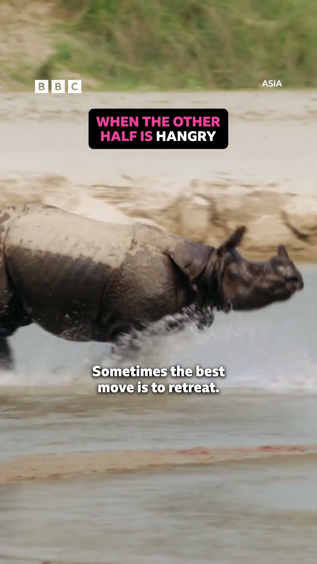 Even Rhino's know it's sometimes better to retreat than fight - BBC