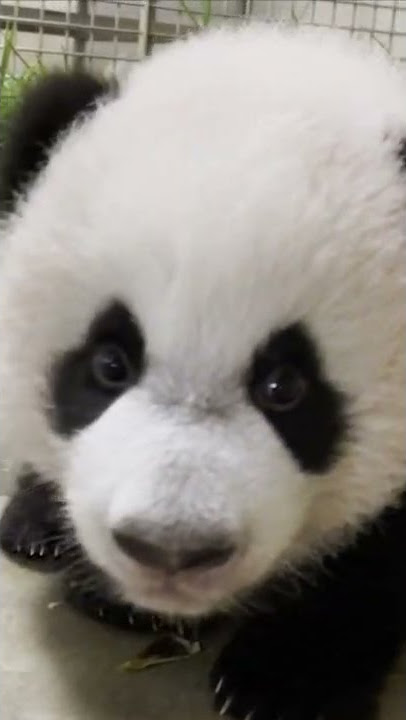 Our curious baby panda #LeLe!
