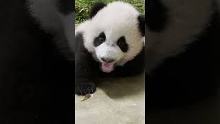 Our curious baby panda #LeLe!