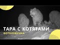 «Основы выживания»: самка снежного барса учит котят «читать» следы козерогов