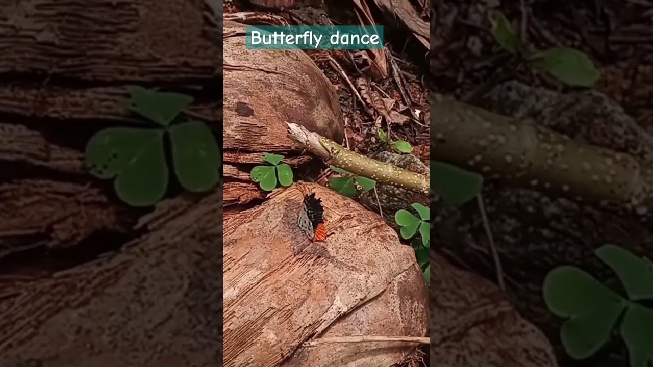 How This Beautiful dance mimics butterfly  movement🦋🧚‍♀️ 