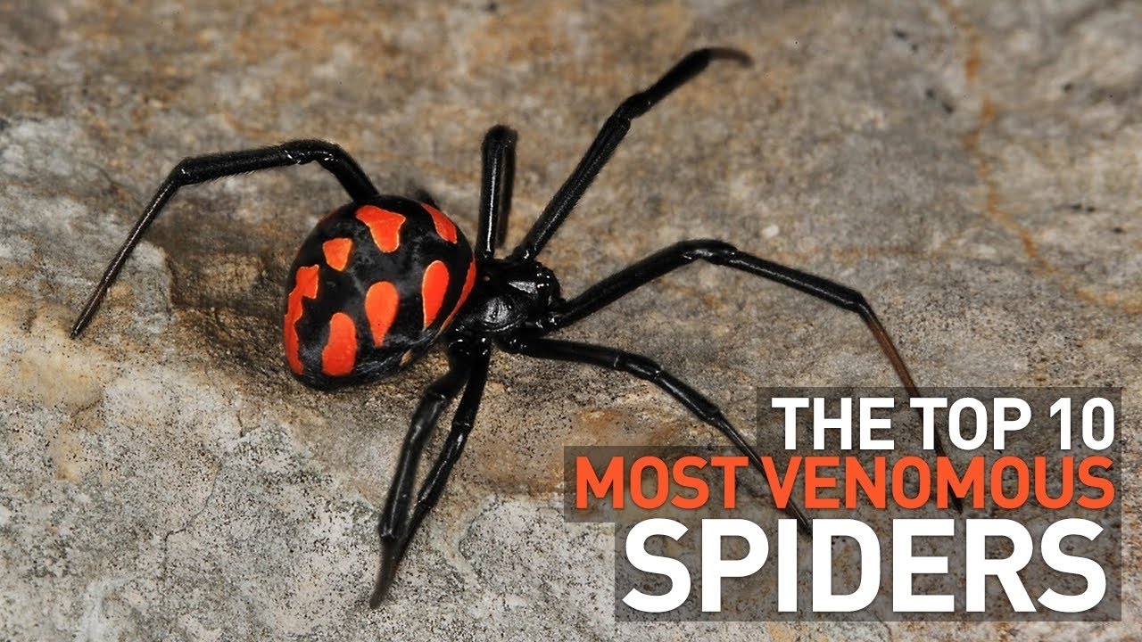 Top 10 Most Venomous Spider In The World Ten Count Youtube