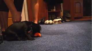 Alex - Patterdale Terrier.