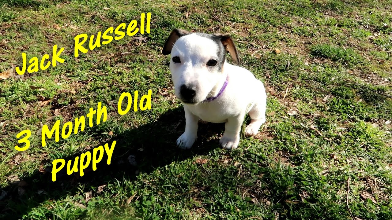 9 week old jack russell puppies