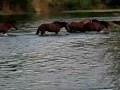 Salt River Wild Horses peaceful river crossing