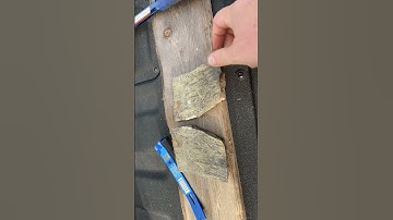 End Devonian fossils