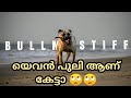 💥ALL ABOUT LIVING WITH THE BULLMASTIFF : Bullmastiff Dog Facts | Popular Dogs | The Ultimate Channel