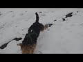 Welsh terrier, piesek z bateryjką w dupce