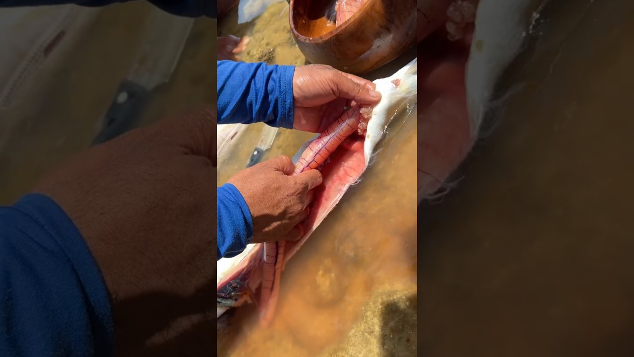 Harvesting CAVIAR from a Fresh Fish! 🐟💎 The Secret Process Behind Luxury Roe Forbidden or Delicious?