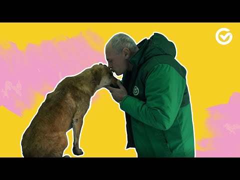 ნახეთ, როგორ შეხვდებიან ახალ წელს გრინვეის სერვისცენტრების ოთხფეხა მეგობრები