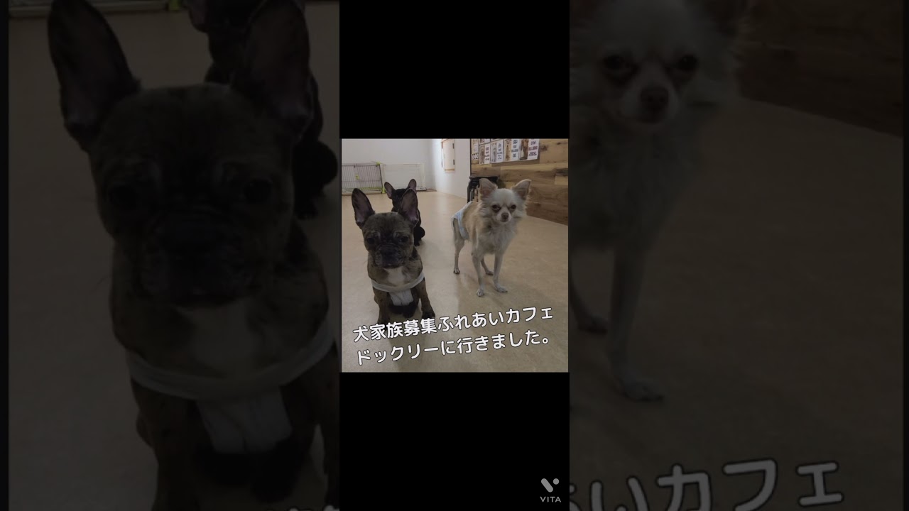 犬家族募集中ふれあいカフェドックリーに行って来ました チロちゃん家族募集中です チワワ 飛行機耳 美脚チワワ Youtube 犬家族募集中ふれあいカフェドックリーに行って来ました チロちゃん家族募集中です チワワ 飛行機耳 美脚チワワ Youtube