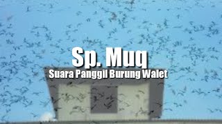 Suara Panggil Burung Walet Sp Mug
