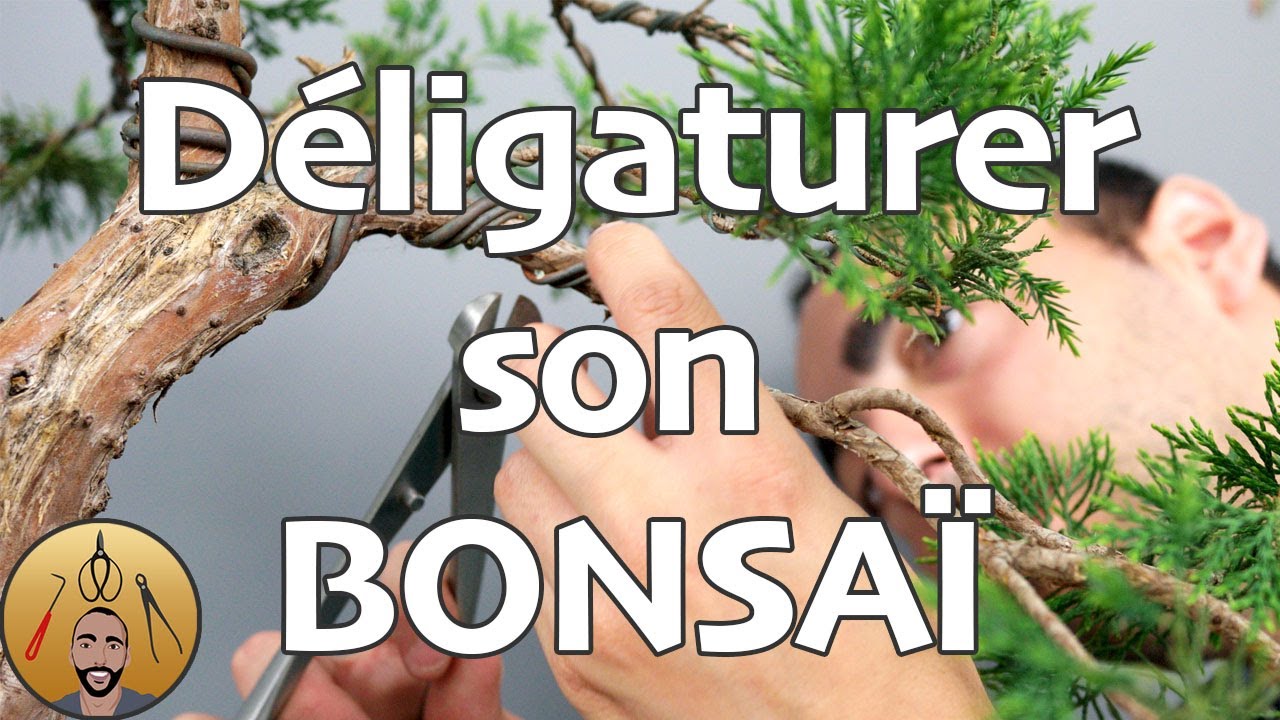 Déligaturer son BONSAÏ 🌳AFDB🌳
