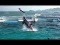 Orca Show at Kamogawa Sea World 【4K】
