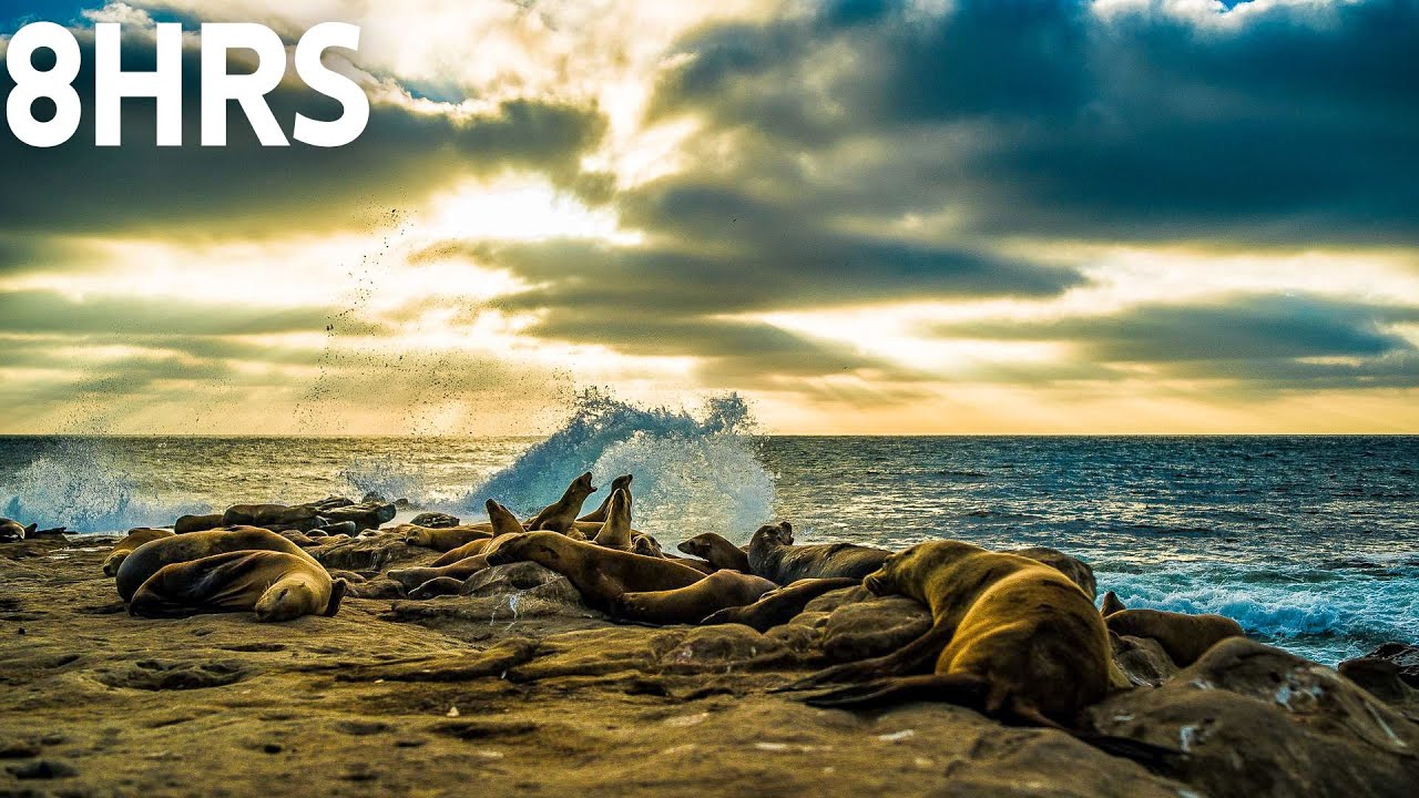 La Jolla Cove Tides Tomorrow La Jolla Cove Tides Tomorrow